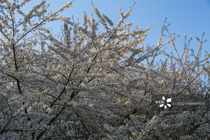平坝万亩樱花园图片素材