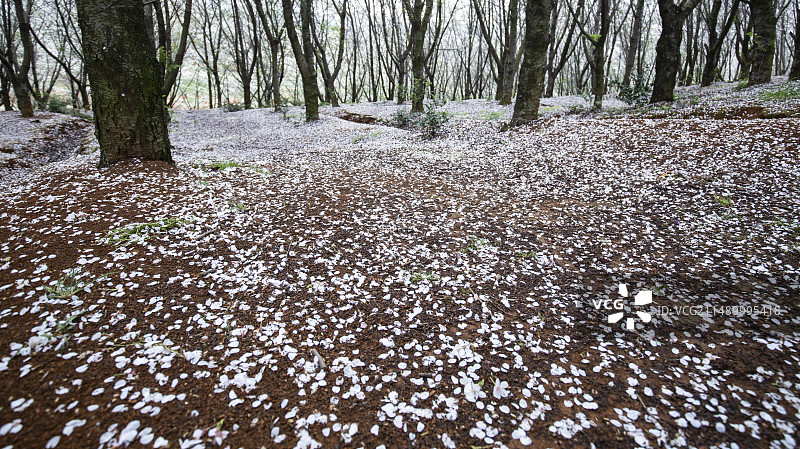 平坝万亩樱花园图片素材
