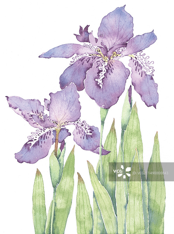 水彩花卉插画 盛开的鸢尾花图片素材