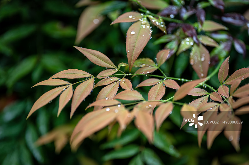 雨中森林树叶植物水滴图片素材
