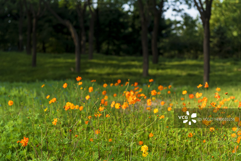 美丽的开放的秋英图片素材