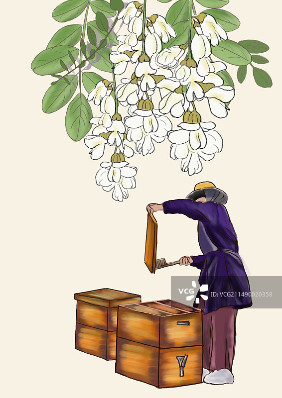 洋槐花 养蜂人 汪曾祺图片素材