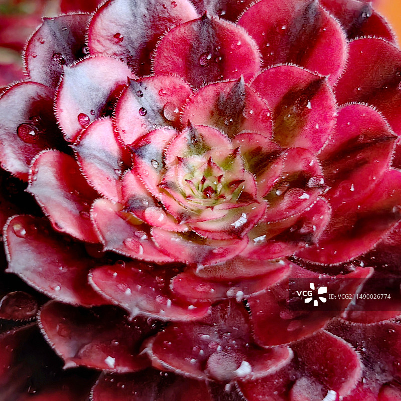 法师锦特写（三）图片素材