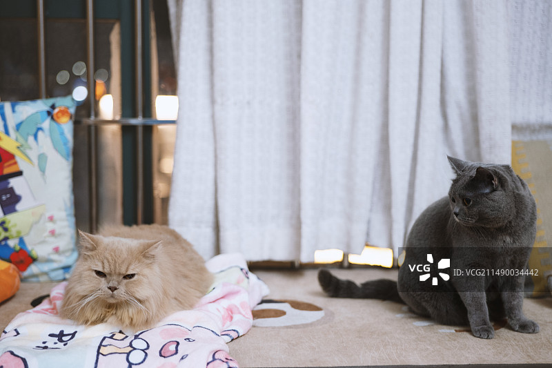 英国长毛猫和英国短毛蓝猫是一对好朋友，有着深厚友谊，即使冬天寒冷发颤也要睡在彼此身边，很可爱温馨有爱图片素材