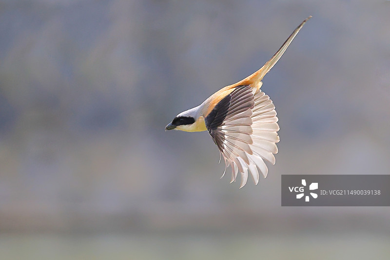 伯劳鸟的飞姿图片素材