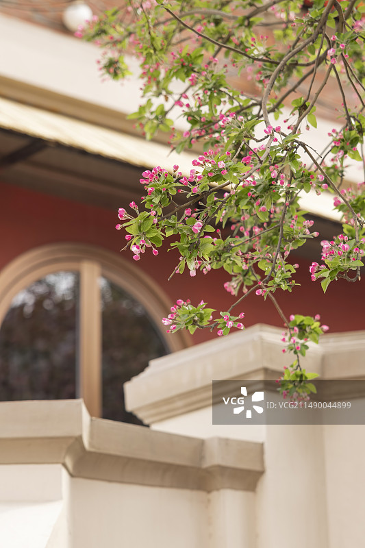 春天春分清明节气假期天津五大道西府海棠鲜花盛开图片素材