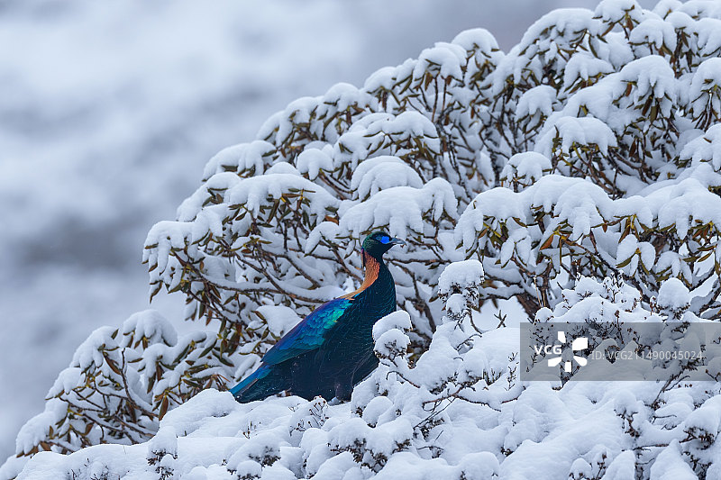 吉祥神鸟图片素材