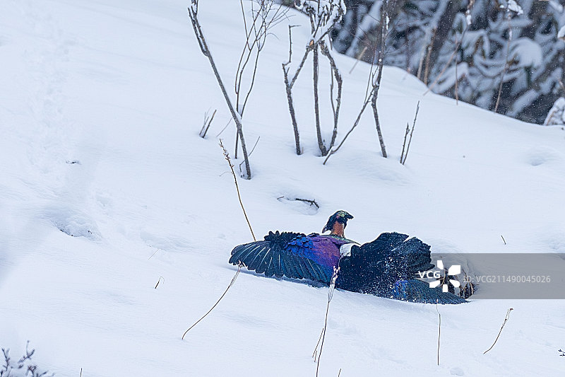 吉祥神鸟图片素材