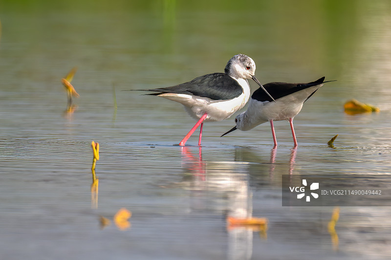 一对情侣  黑翅长脚鹬图片素材