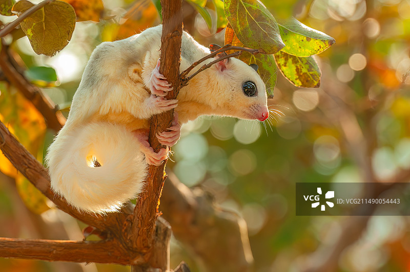 小可爱 蜜袋鼯图片素材