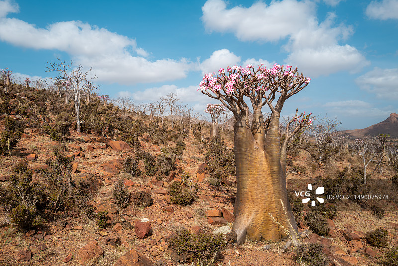 也门索科特拉岛上开花的沙漠玫瑰图片素材