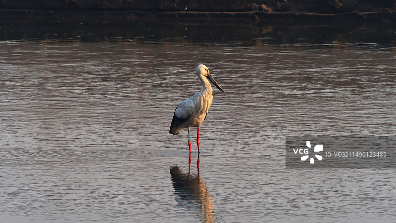 东方白鹳图片素材