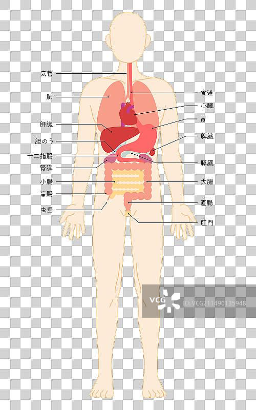 人体内部结构图图片素材
