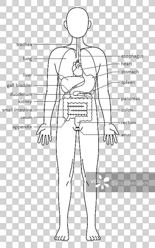 人体内部结构图图片素材