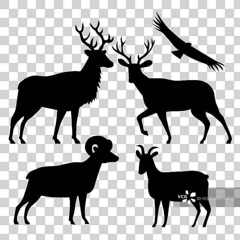 麋鹿、瓦皮蒂鹿、骡鹿、大角羊和加利福尼亚图片素材