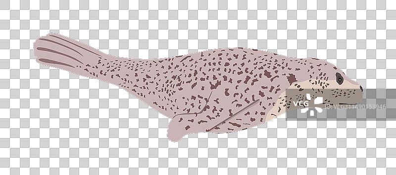 孤立的斑海豹轮廓图片素材