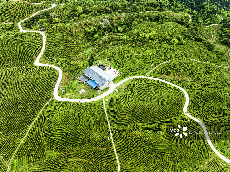 生机盎然的茶园图片素材