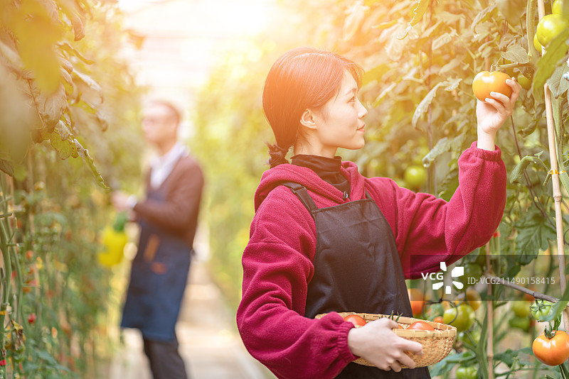 蔬菜大棚里年青男女快乐采摘图片素材