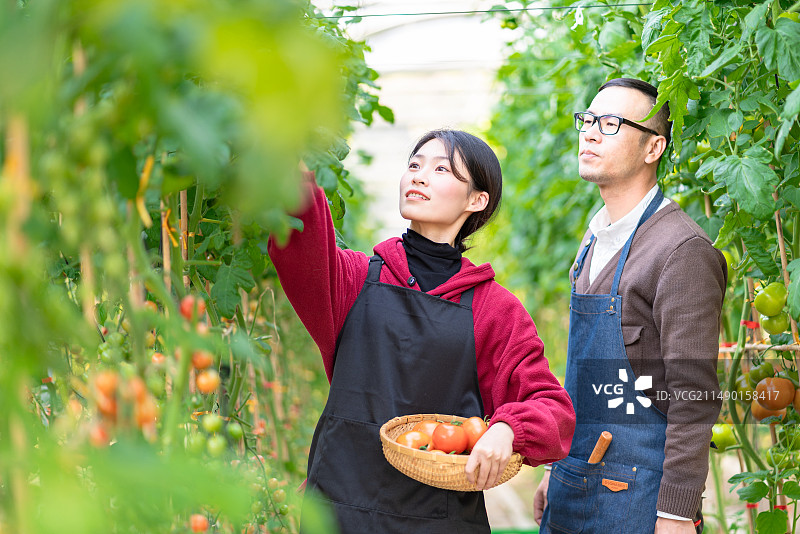 蔬菜大棚里年青男女快乐采摘图片素材