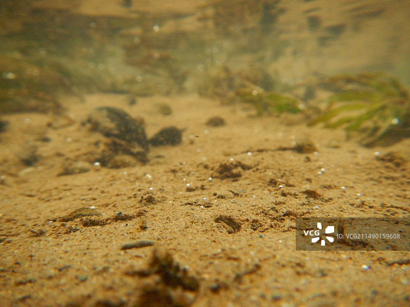 河底“珍珠”图片素材