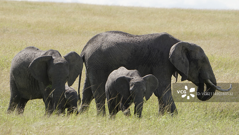 肯尼亚的动物世界图片素材