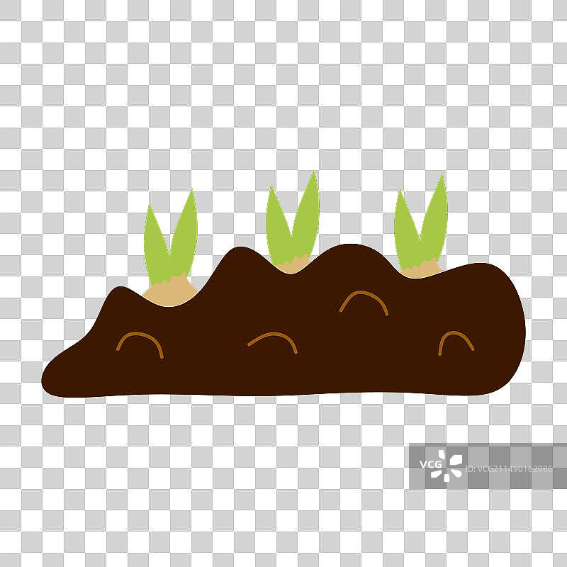 土壤中的植物球茎扁平植物学图片素材