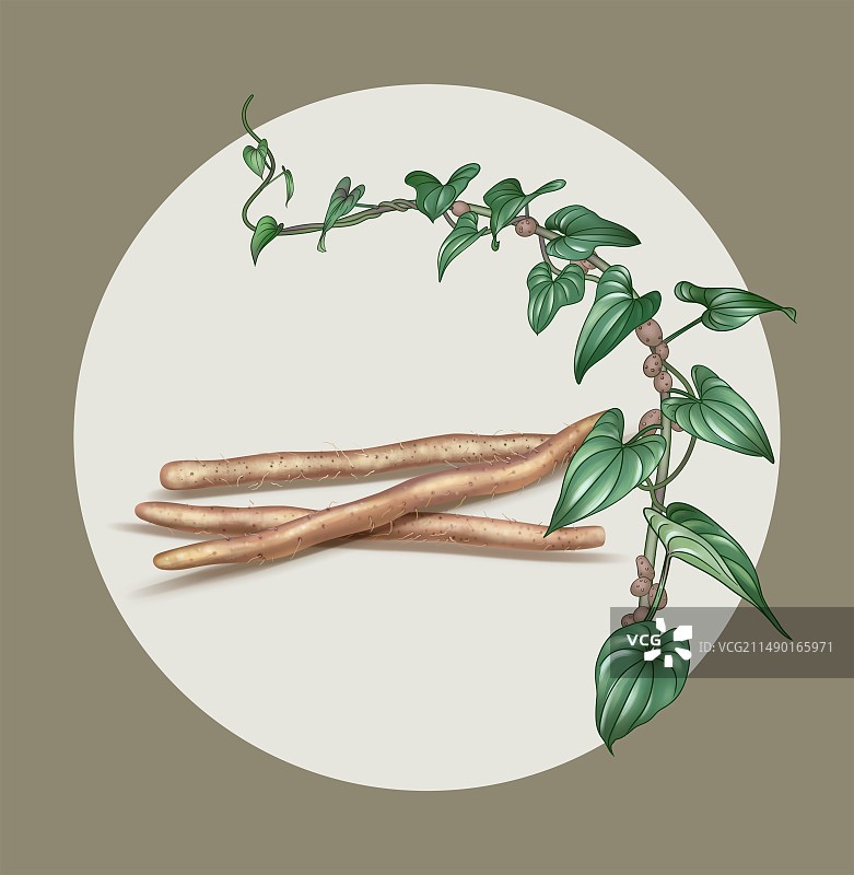 手绘分层山药插画可用于包装插图图片素材