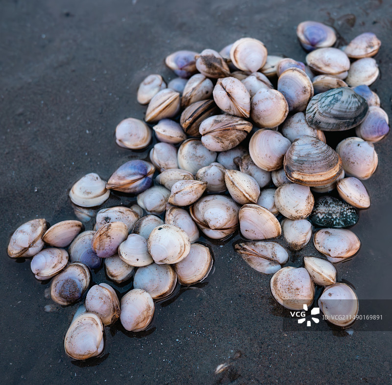 蛤蜊图片素材