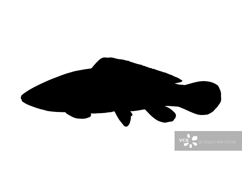 弓鳍鱼轮廓艺术图片素材