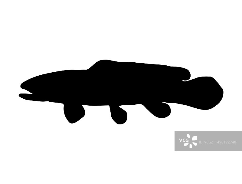 弓鳍鱼轮廓艺术图片素材