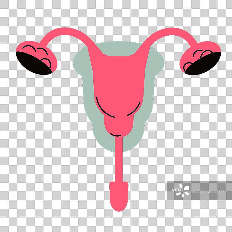 女性生殖系统内部解剖结构图片素材
