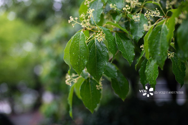 雨天的樟树新叶图片素材