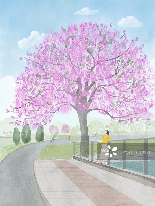 春天的泡桐树图片素材