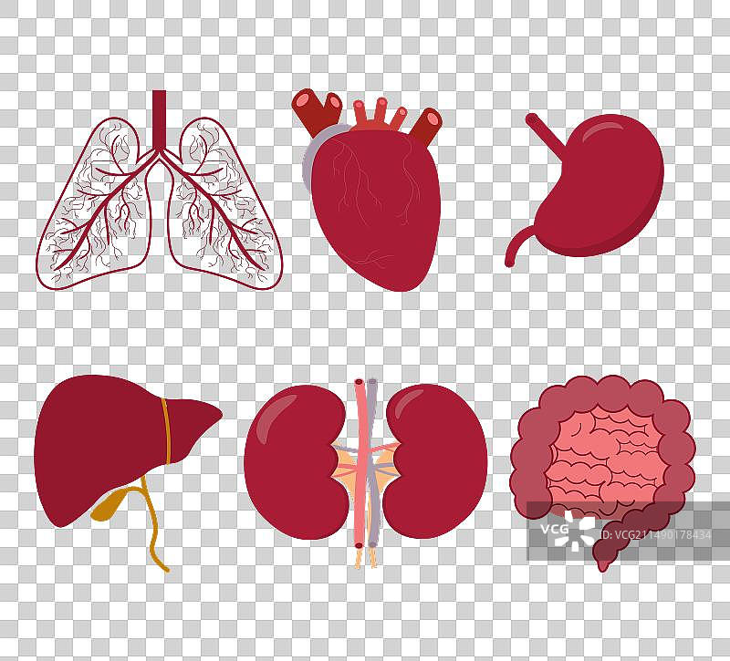 人体器官，含心肺胃肠图片素材