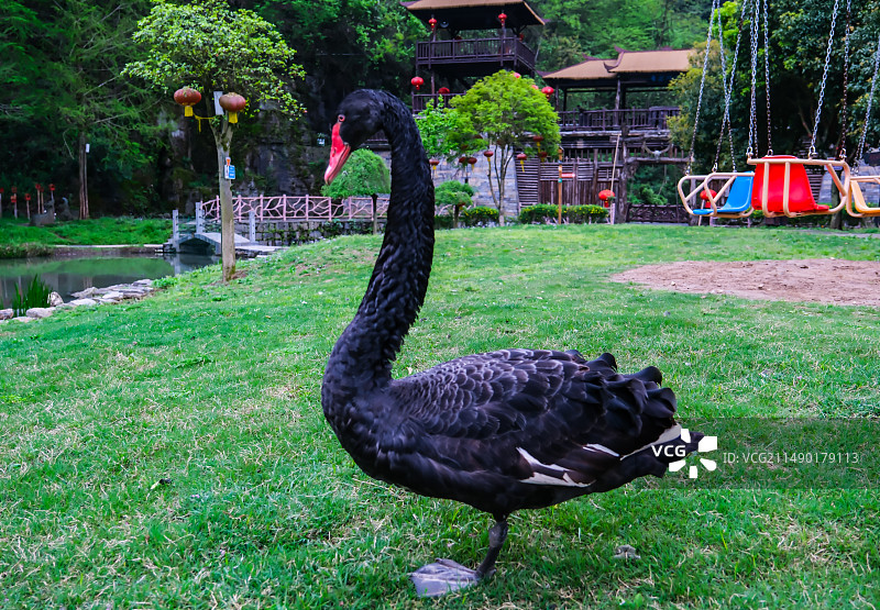 一群小白鸽，鸽子，动物主题，萌宠，黑天鹅，赤麻鸭图片素材