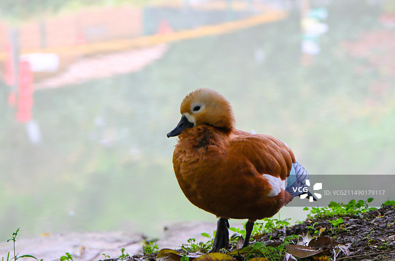 一群小白鸽，鸽子，动物主题，萌宠，黑天鹅，赤麻鸭图片素材