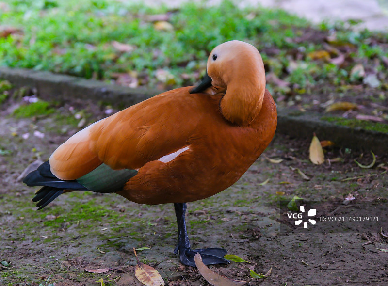 一群小白鸽，鸽子，动物主题，萌宠，黑天鹅，赤麻鸭图片素材