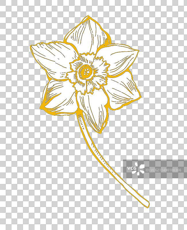 黄色和白色水仙花艺术画图片素材