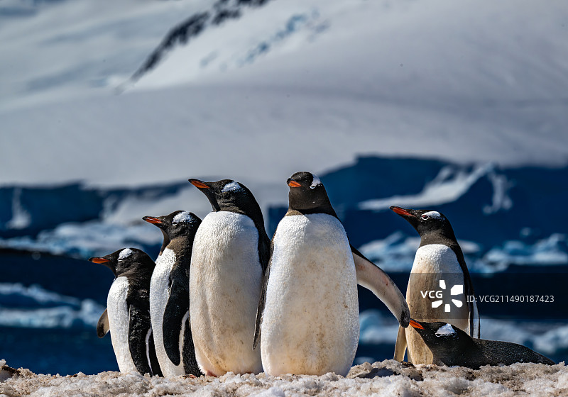 南极 企鹅 冰川 帝企鹅 王企鹅图片素材