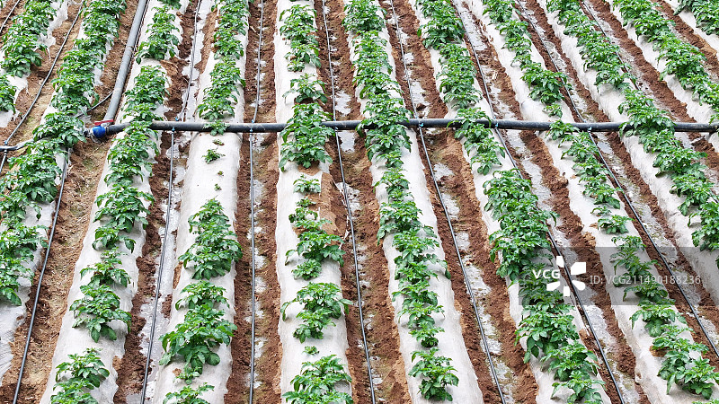 山东枣庄山亭区农民采用滴灌节水技术灌溉马铃薯图片素材