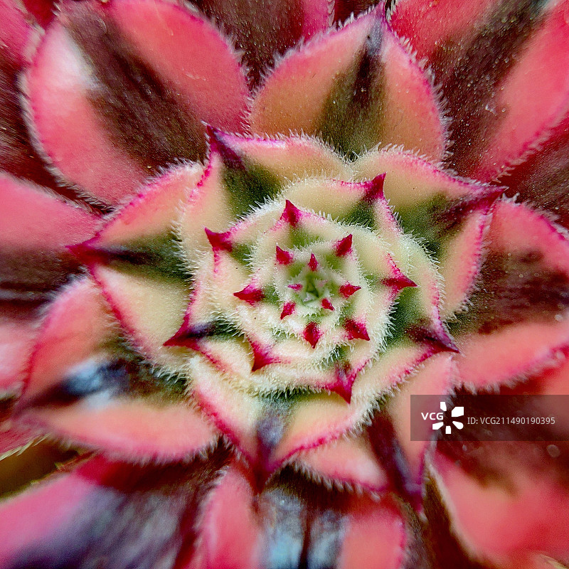 法师锦特写图片素材