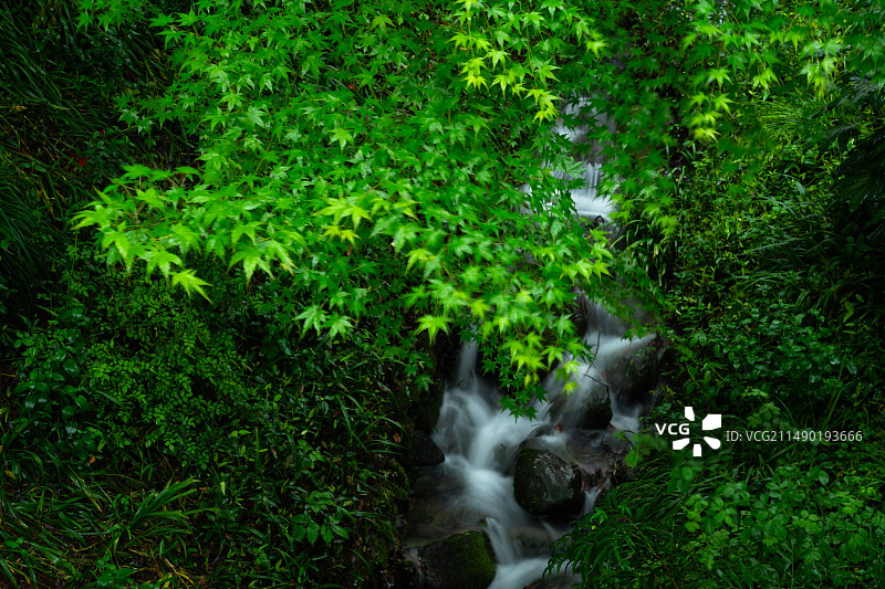 春天春雨中的清新绿色枫叶和山涧溪流自然风景图片素材