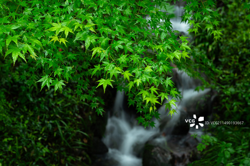 春天春雨中的清新绿色枫叶和山涧溪流自然风景图片素材