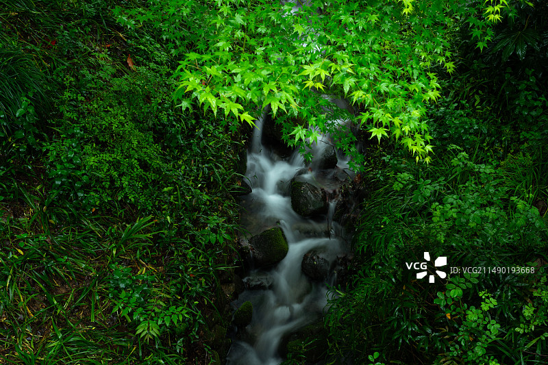 春天春雨中的清新绿色枫叶和山涧溪流自然风景图片素材