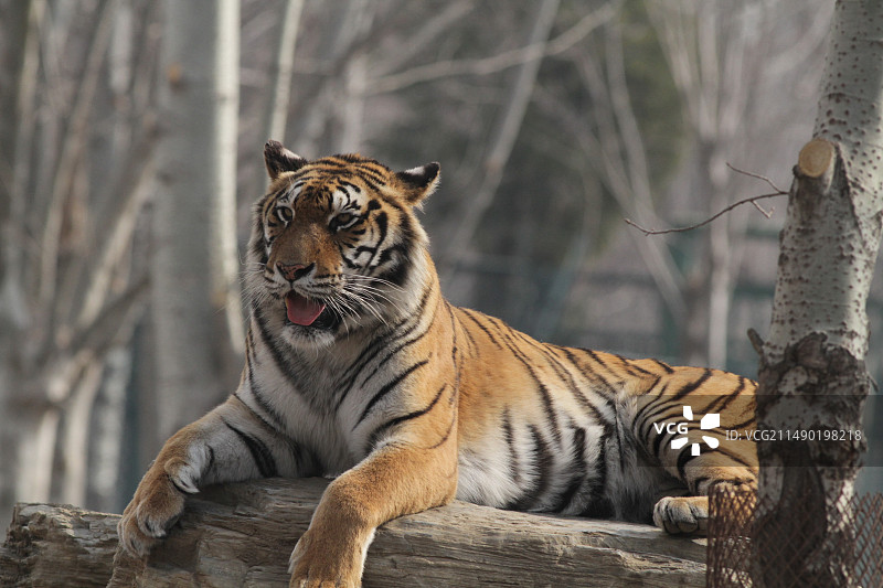 虎之雄风图片素材