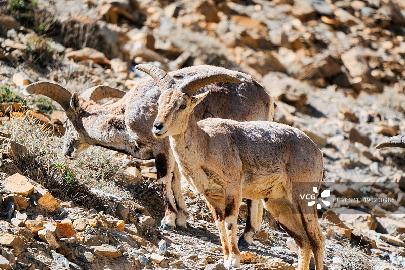 岩羊 特写图片素材