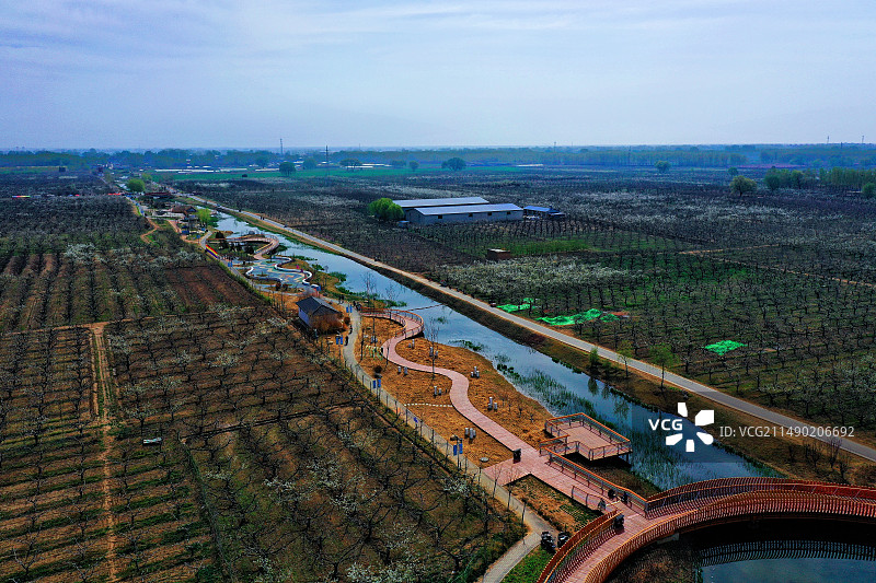 雄安新区雄县万亩梨花节开幕马蹄湾村图片素材