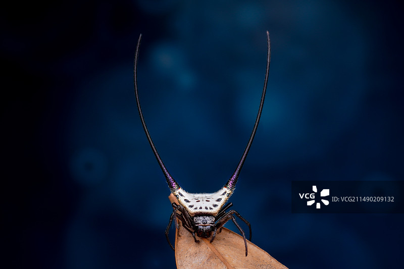 弓长棘蛛图片素材