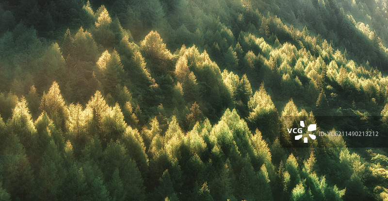 森林中松树的高角度视图图片素材