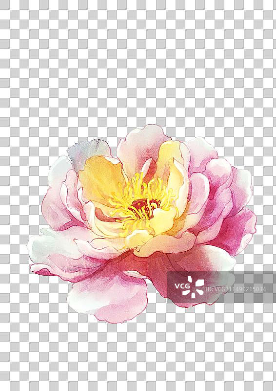 牡丹花图片素材